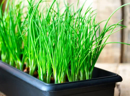 Vista 5 de Semillas de cebolla verde en racimo de cebolletas alrededor de 300 semillas sin OMG para plantar