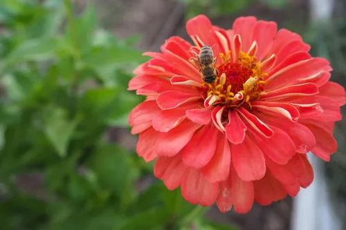 Vista 5 de Plant Good Seed Organic Benary's - Semillas gigantes de zinnia de coral para plantar: flor cortada para clima cálido, flores apiladas doble, paquete
