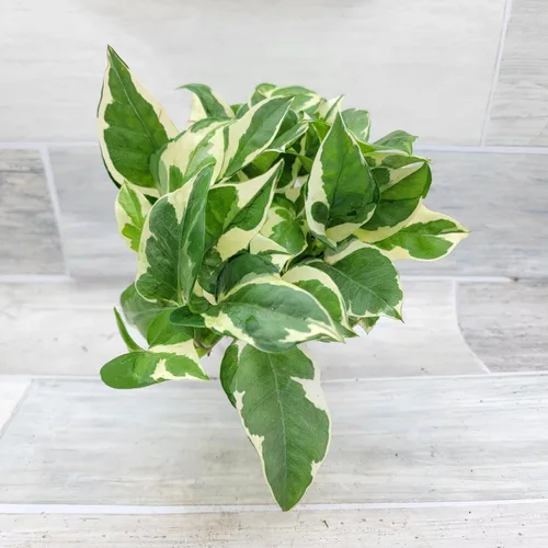 Vista 9 de Pothos NJoy - Planta de interior viva de 4 pulgadas, maceta establecida abigarrada Epipremnum Aureum de fácil cuidado, planta de interior de follaje