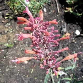 Vista 2 de 30 semillas de flores AGASTACHE Mix Agastache Aurantiaca