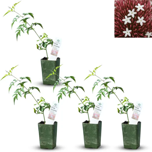 Vista 23 de Plantas de aloe coral (Aloe striata) - Suculenta viva con llamativos bordes rosados y hojas lisas y planas para jardinería en interiores