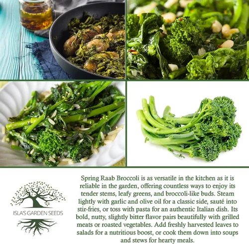 Vista 6 de Semillas de brócoli Raab Rapini de primavera, 300 semillas por paquete, semillas sin OMG, nombre botánico: Brassica oleracea, Isla's Garden Seeds