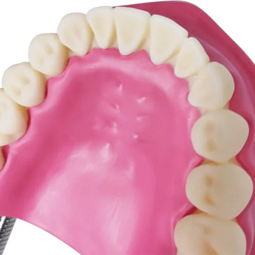 Vista 6 de EVOTECH SCIENTIFIC Modelo de cuidado de dientes dentales, W/cepillo de dientes gigante, Modelo de demostración de enseñanza de cuidado dental