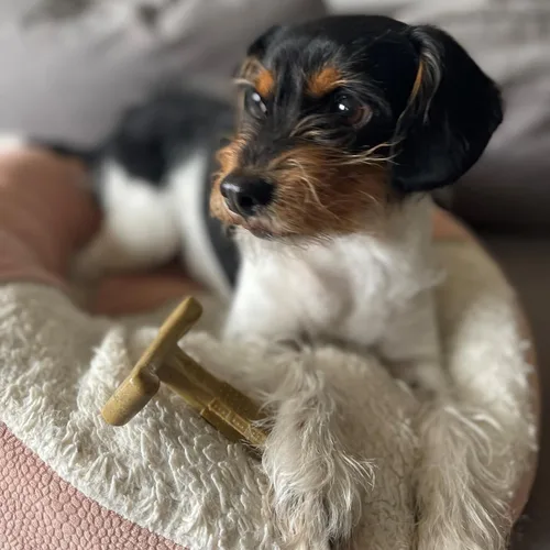 Vista 7 de SPOT Bam-Bones Plus T Bone - Juguete masticable de fibra de bambú y nailon para perros masticadores moderados a agresivos, duradero y sin astillas