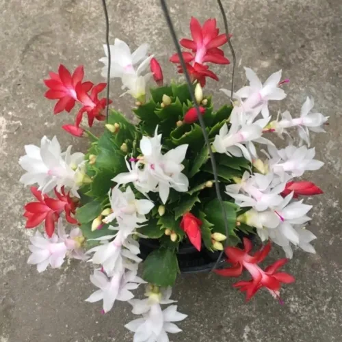 Vista 6 de Planta de cactus de Navidad viva, flores rojas y blancas, suculentas navideñas en maceta de 6 pulgadas para cultivo en interiores o exteriores