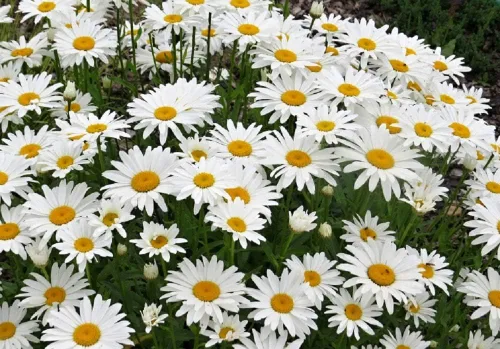Vista 2 de Shasta Daisy - Semillas de flores de princesa plateada, paquete de 5000 semillas Seeds2Go