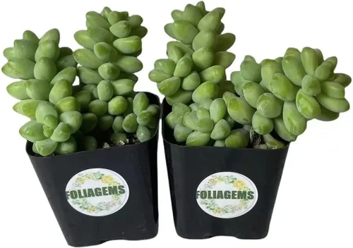 Vista 8 de Plantas suculentas vivas de USKC (juego de dos macetas de 2 pulgadas) (Anacampseros rufescens variegata)