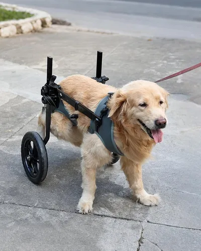 Vista 11 de Silla de ruedas ajustable para perros pequeños para patas traseras, rueda texturizada mejorada de 5.5 pulgadas, mascotas discapacitadas, soporte