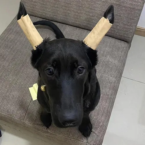 Vista 3 de Soporte de pie para orejas de perro, kit de publicación de orejas de perro, soporte de corrección de orejas de perro Herramienta fija de pie