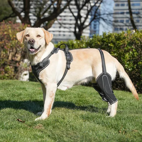 Vista 6 de Rodillera de metal para perro, longitud ajustable con cuerda de tracción usada en la pierna delantera y trasera, cachorros, tallas M, perros