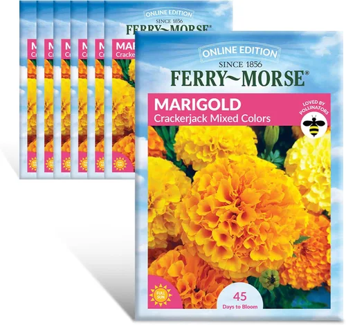Vista 7 de Ferry-Morse Edición Online Bean Blue Lake Bush 274 Semillas Orgánicas Multipack – Paquete de 8