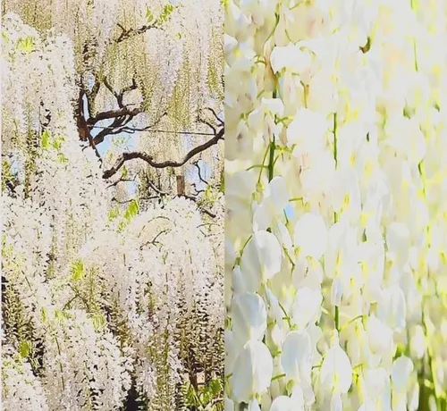 Vista 3 de White Wisteria Vine - Planta viva fragante de 1 año en maceta - Imán de colibrí