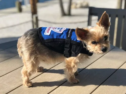Vista 6 de Chaleco de acceso completo de malla para perros de servicio premium (circunferencia de 9 a 13 pulgadas, azul) - Incluye cinco tarjetas de folleto