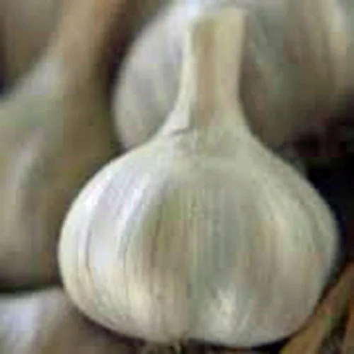 Vista 3 de Bulbo de ajo (paquete de 8), bombilla de ajo fresca de California SOFTNECK para plantar y cultivar tu propio ajo
