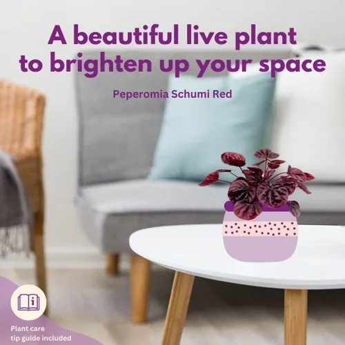 Vista 6 de BubbleBlooms Peperomia Ondulación Esmeralda Roja en una olla de 4 pulgadas Pep Caperata