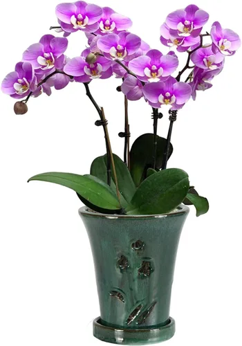 Vista 8 de W&W Orchid Pot with Holes and Saucer for Repotting, 6 x 7 Inch, Green Verde