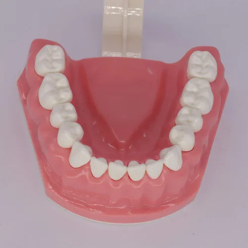 Vista 8 de Modelo de dientes dentales Typodont para cepillar hilo dental Práctica Demostración Enseñanza Estudiar 1:1 Tamaño estándar