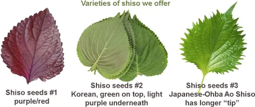 Vista 4 de HipGirl Auténtico paquete de semillas gourmet asiáticas: Green Perilla Shiso (200 unidades) y melón amargo de piel suave (10-12 unidades) Semillas