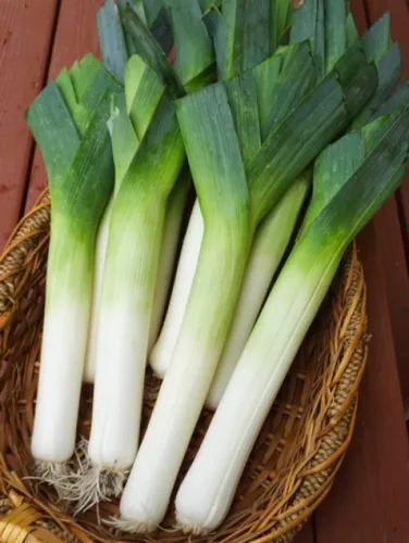 Vista 3 de Semillas de cebolla de puerro gigante sin OMG vegetal para plantar