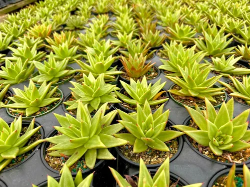 Vista 3 de ragnaroc Plantas suculentas vivas – Echeveria Agaviodes Ebony, enraizadas en maceta de 4 pulgadas – 1 unidad – Llegada viva garantizada – Plantas