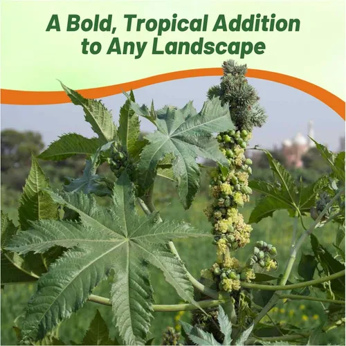 Vista 5 de Outsidepride Zanzibariensis Semillas de ricino – 50 semillas anuales de flores tropicales de crecimiento rápido para plantar follaje vibrante