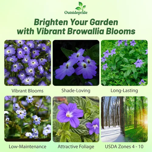 Vista 2 de Outsidepride Browallia - Semillas de flores americanas, 5000 unidades, anuales, flores azul cielo, reliquia, sin OMG, contenedor y planta de jardín