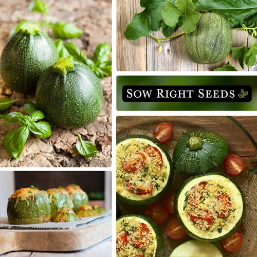 Vista 4 de Sow Right Seeds - Semilla redonda de calabacín para plantar - Paquete de reliquia sin OMG con instrucciones para plantar un huerto casero - Calabaza