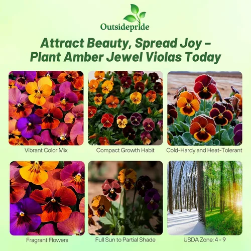 Vista 2 de Outsidepride Amber Jewel Mix Viola - Semillas de pensamiento para plantar, 50 unidades. Flores anuales, extendidas, resistentes al frío y aptas