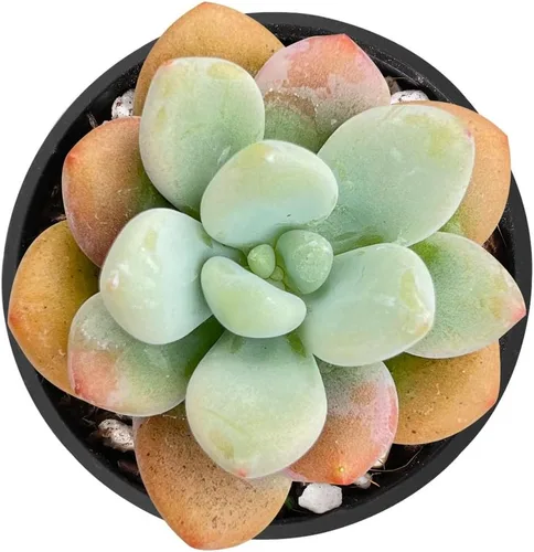 Vista 28 de Sprout N Green Echeveria 'Ball of Fat', planta suculenta viva rara totalmente enraizada en maceta de 2 pulgadas con tierra, oficina en casa