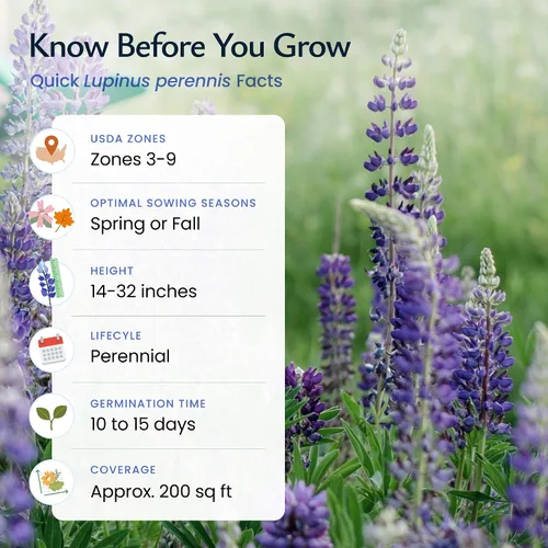Vista 5 de Created by Nature Blue Lupine Seeds, 750 semillas de flores silvestres perennes