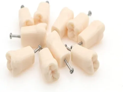 Vista 2 de Bulunde - 10 piezas de dientes de práctica dental Typodont Modelo de estudio individual de repuesto para estudiantes, enseñanza de relleno