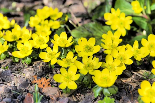 Vista 2 de Bulbos amarillos de flores Eranthis para plantar, floraciones de principios de primavera, se envían desde Iowa, Estados Unidos (5 bombillas)