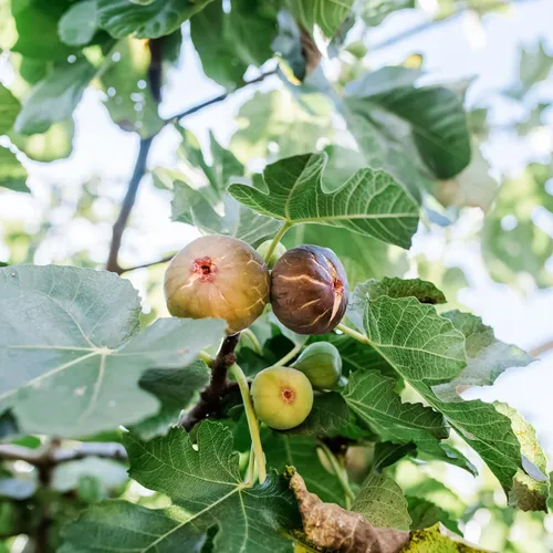Vista 4 de Higuera olímpica - 3 plantas de inicio vivo - Ficus Carica - Árbol frutal comestible para el patio y el jardín