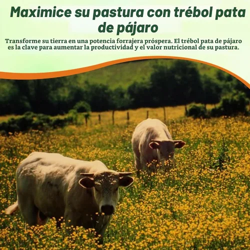 Vista 6 de Outsidepride Semilla de trébol perenne de pie de pájaro, 1 libra de nitrorecubrimiento, inoculada, resistente al invierno, semillas de leguminosas