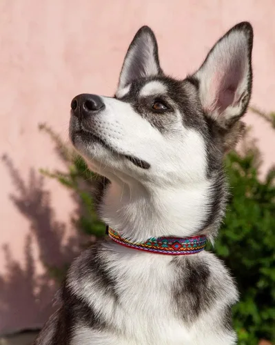 Vista 2 de Lupine Collar de perro de 1 pulgada de ancho El Paso Design ajusta 12-20 pulgadas de largo
