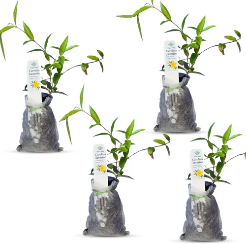 Vista 8 de Plantas de aloe coral (Aloe striata) - Suculenta viva con llamativos bordes rosados y hojas lisas y planas para jardinería en interiores