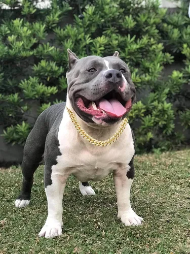 Vista 4 de Halukakah HOLLYWOOF - Collar de perro – Cadena de eslabones cubanos chapada en oro, lujoso auricular de diamantes y 0.551 in de grosor, tamaño 24