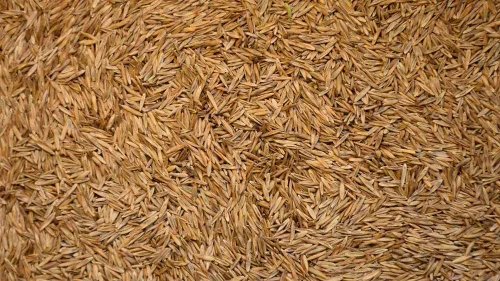Vista 4 de Kentucky 31 semillas altas de hierba de festuca, paquete de semillas puras