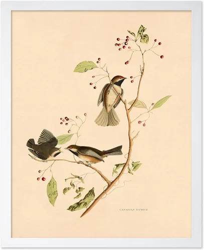 Vista 24 de Poster Master Póster Vintage de Titmouse Canadiense - Impresión Retro de Aves de América - Arte de Aves - Regalo para Hombres, Mujeres y Amantes