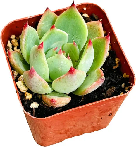 Vista 2 de Plantas suculentas de cactus vivos de USKC (maceta de 2 pulgadas Echeveria Colorata)