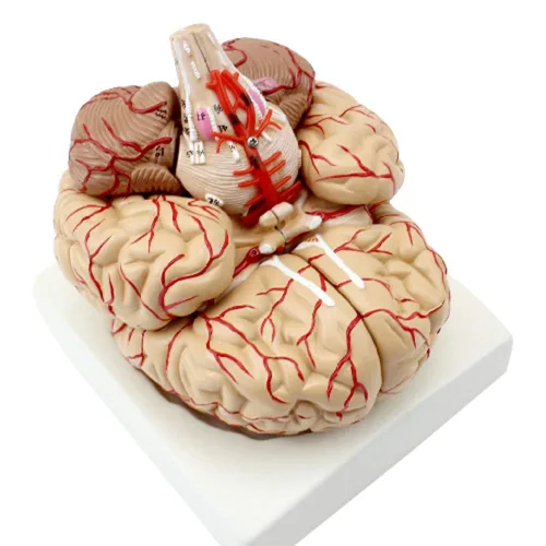 Vista 2 de Modelo anatómico del cerebro humano con arteria cerebral y nervio 9 partes para la enseñanza médica