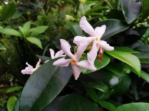 Vista 4 de Flor de jazmín perfumada rara fácil de cultivar 0.18 oz Semillas