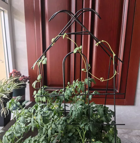 Vista 4 de ARIFARO Enrejado de metal de 24 pulgadas para plantas trepadoras, paquete de 4 enrejados para plantas en maceta, enrejado negro para interiores