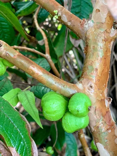 Vista 3 de Planta de maceta de árbol frutal de uva brasileña de hoja grande Plinia Aureana de Jaboticaba blanca