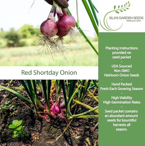 Vista 2 de Semillas de cebolla de color burdeos Red Shortday – Más de 300 semillas tradicionales sin OMG de Isla's Garden Seeds, sabor dulce y suave, ideal