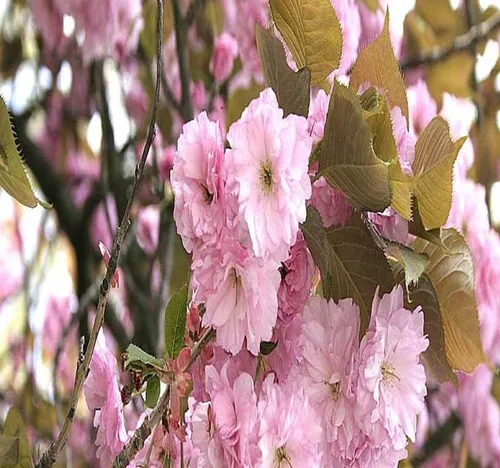 Vista 3 de Prunus serrulata (cereza japonesa floreciente), flores dobles rosas ricas, frutos negruzcos del tamaño de un guisante, elige la cantidad (1 unidad)