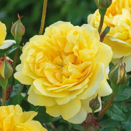 Vista 5 de Rosas arbustivas inglesas de reliquia, planta de raíz propia viva para jardín al aire libre, esposa del poeta, excepcionalmente fragantes, zonas