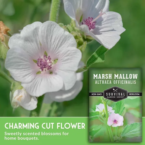 Vista 3 de Semillas de malvavisco para plantar, hierba medicinal de malva de pantano, Althaea Officinalis, planta de raíz tradicional para jardín de hierbas