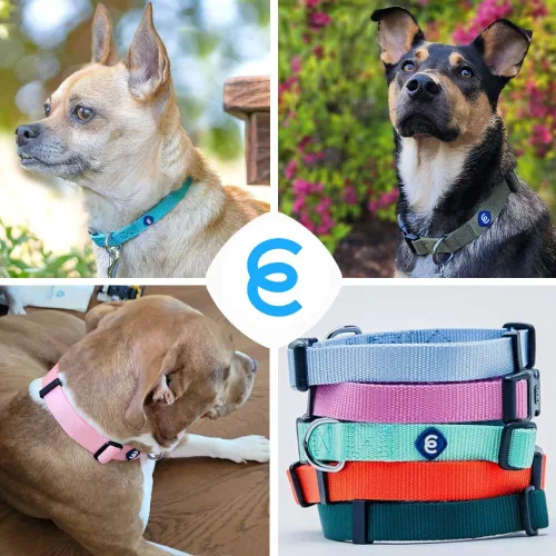 Vista 6 de Blueberry Pet Essentials - Collar clásico para perro, 21 colores, color gris pedernal, tamaño XS, cuello de 8 a 11 pulgadas, collares para perros