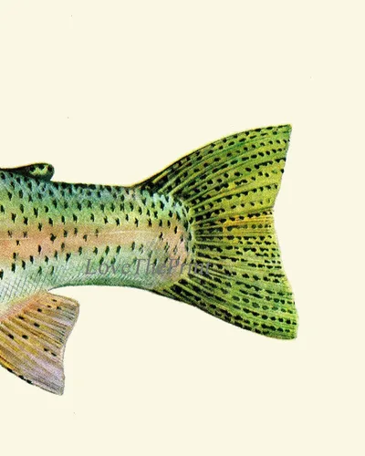 Vista 4 de Rainbow Trout Fish Fishing Gift Wall Art Prints set of 3 Prints 8x10 - Unframed - Beautiful River lake Nature Home Room Decor Decoration LoveThePrint